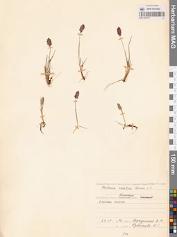 MAG 0013017