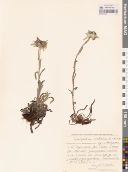 MAG 0013375