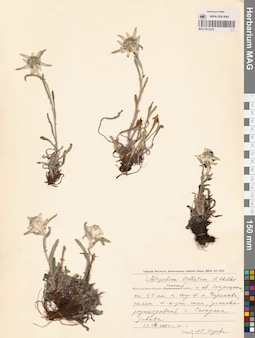 MAG 0013376