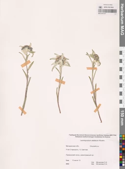 MAG 0013377