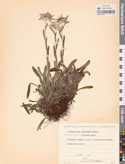 MAG 0013379