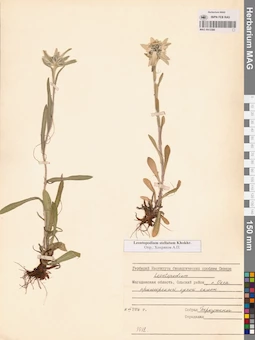 MAG 0013380