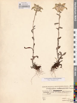MAG 0013384