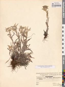 MAG 0013386