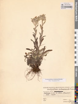 MAG 0013387