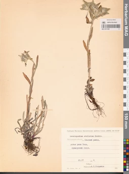 MAG 0013389