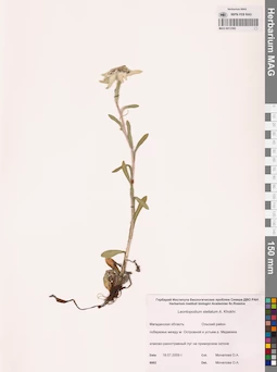 MAG 0013392