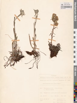 MAG 0013393