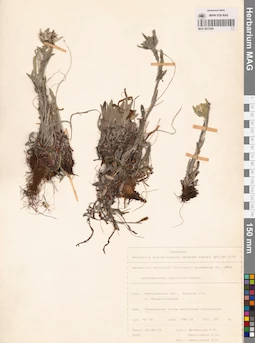 MAG 0013394