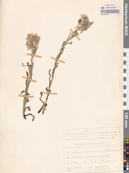 MAG 0013396
