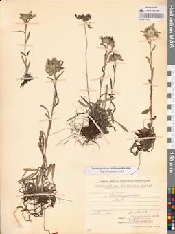 MAG 0013398