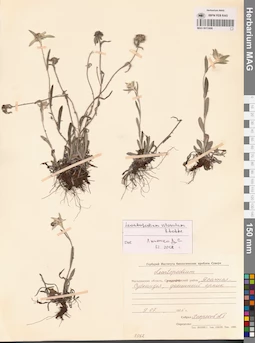 MAG 0013406