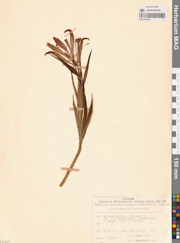 MAG 0012919
