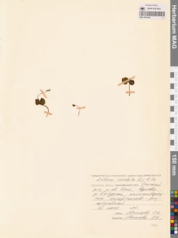 MAG 0001848