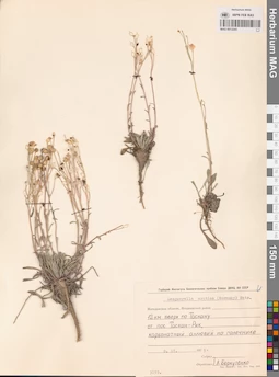 MAG 0013245