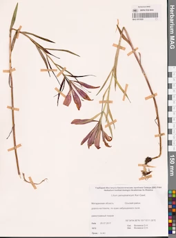 MAG 0012920