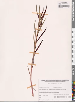 MAG 0012921