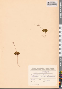 MAG 0001851