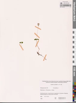 MAG 0001852