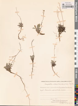 MAG 0013247