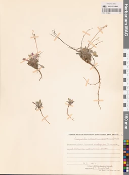 MAG 0013248