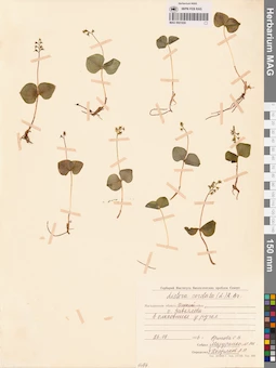 MAG 0001856