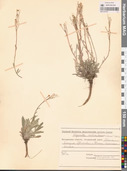 MAG 0013251