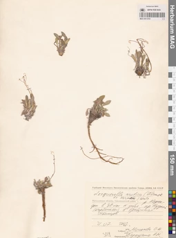 MAG 0013254
