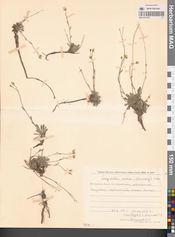 MAG 0013255