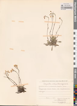 MAG 0013256