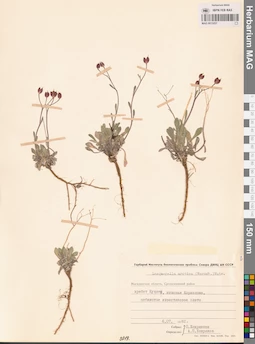 MAG 0013257