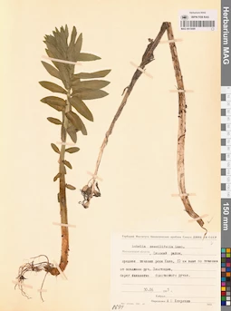 MAG 0015099