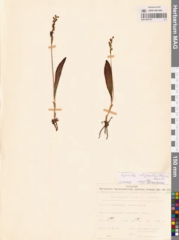 MAG 0001705