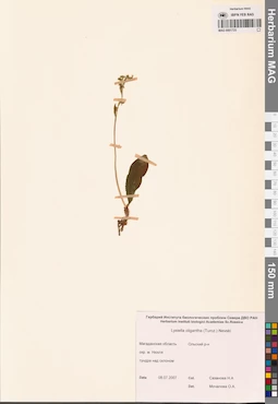 MAG 0001725