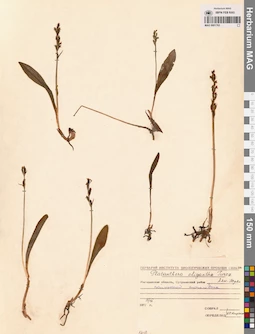 MAG 0001763