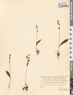 MAG 0001765