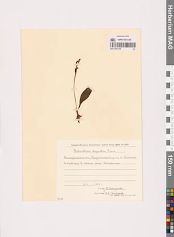 MAG 0001766