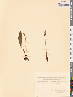 MAG 0001767