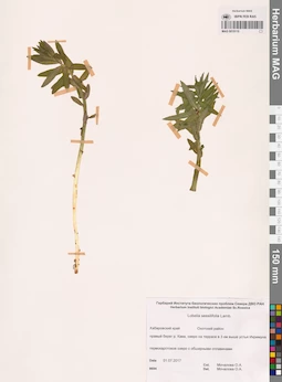 MAG 0015110