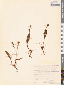 MAG 0001772