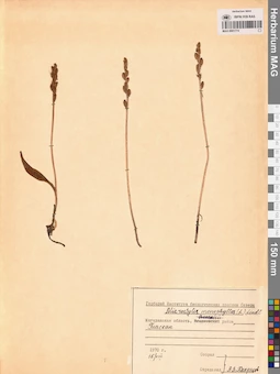 MAG 0001774