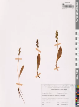 MAG 0001776