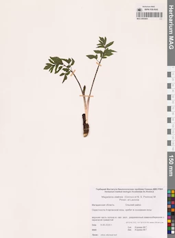 MAG 0005404