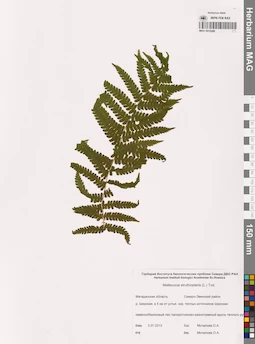 MAG 0015288