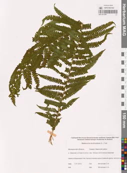 MAG 0015289