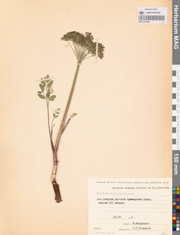 MAG 0013280
