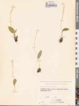 MAG 0001936