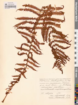 MAG 0015290