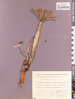 MAG 0013281