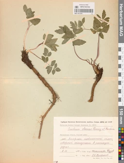 MAG 0013283